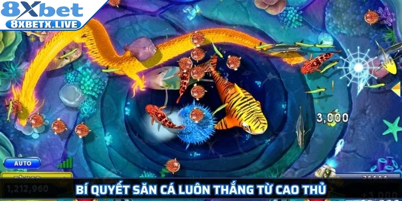 Bí quyết săn cá luôn thắng từ cao thủ
