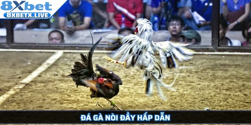 Đá gà nòi đầy hấp dẫn