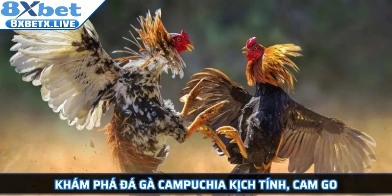 Khám phá đá gà Campuchia kịch tính, cam go