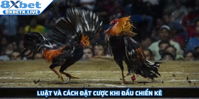Luật và cách đặt cược khi đấu chiến kê