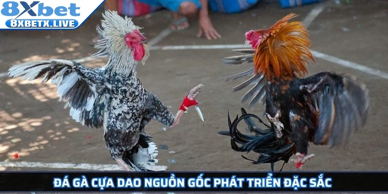 Đá gà cựa dao nguồn gốc phát triển đặc sắc 