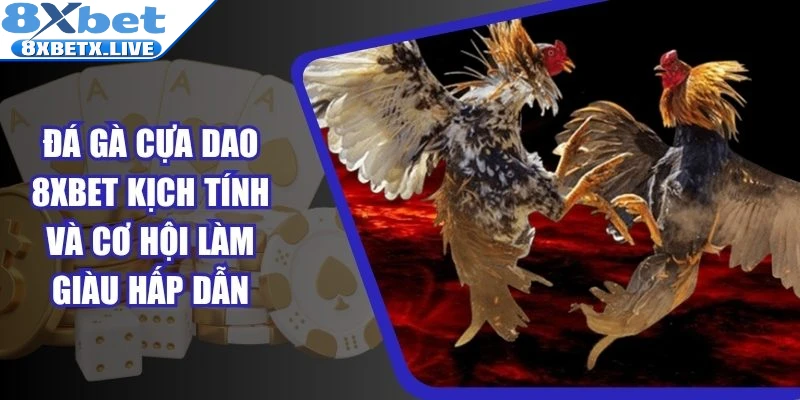 Đá gà cựa dao