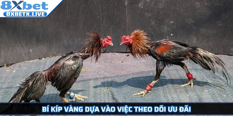 Bí kíp vàng dựa vào việc theo dõi ưu đãi