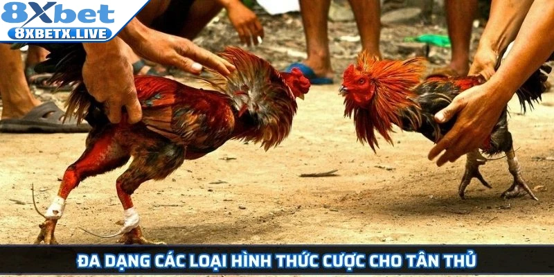 Đa dạng các loại hình thức cược cho tân thủ