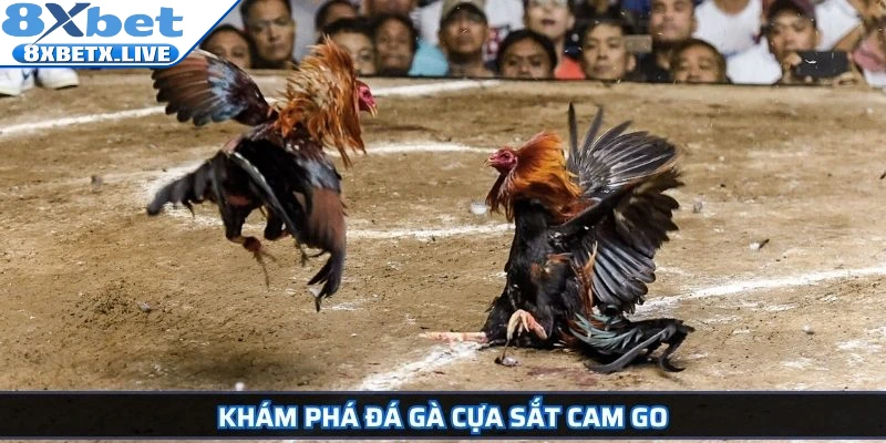 Khám phá đá gà cựa sắt cam go