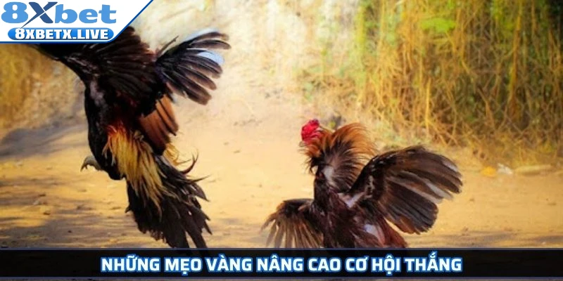 Những mẹo vàng nâng cao cơ hội thắng