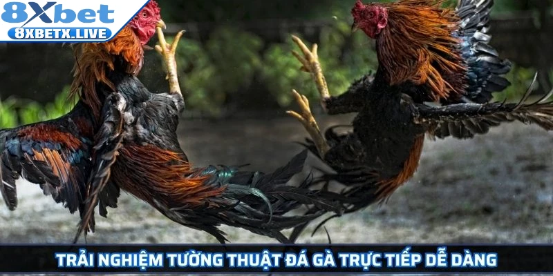 Trải nghiệm tường thuật đá gà trực tiếp dễ dàng